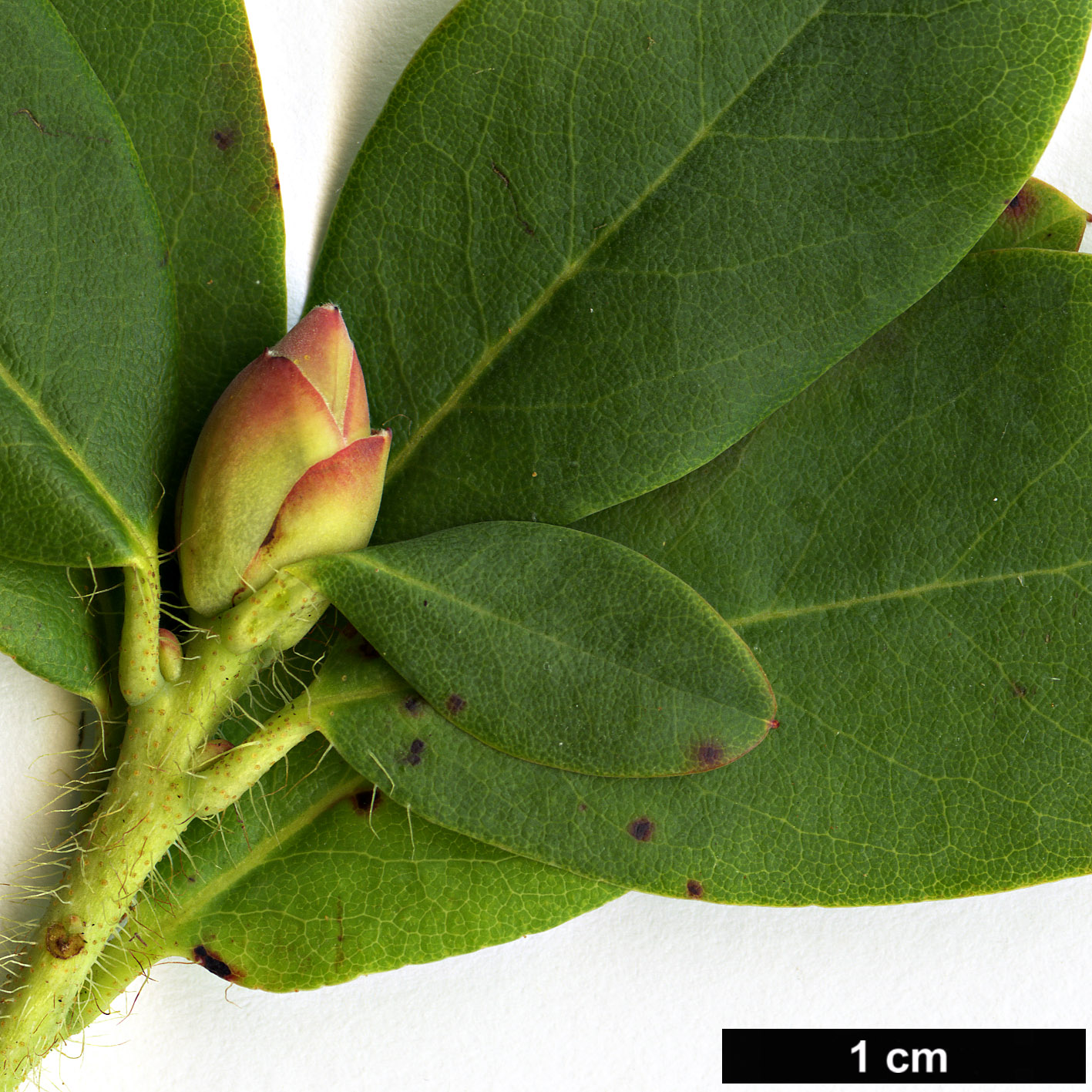 High resolution image: Family: Ericaceae - Genus: Rhododendron - Taxon: viridescens 
